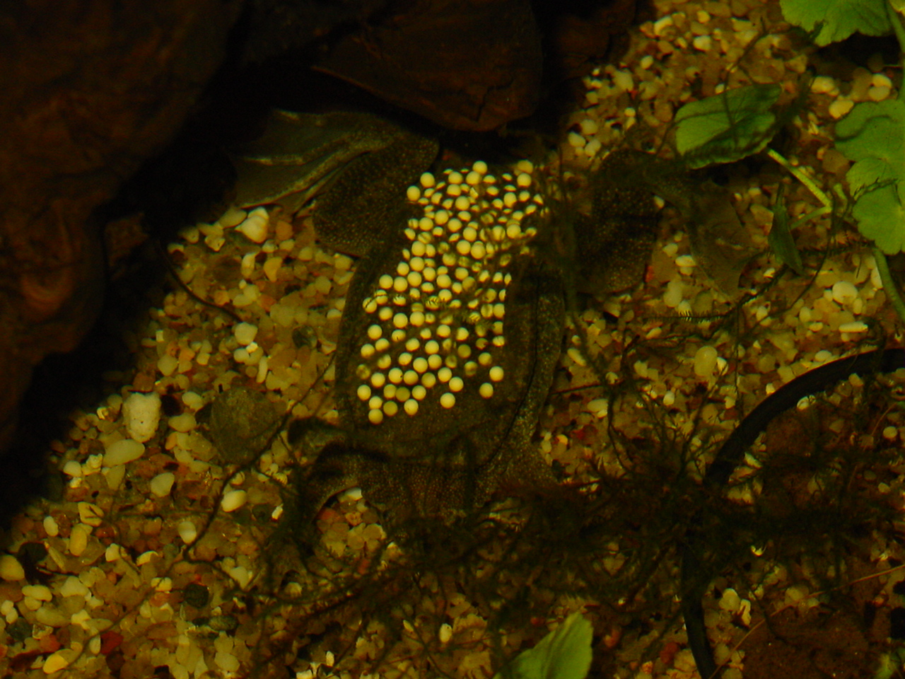 female with fresh eggs on back